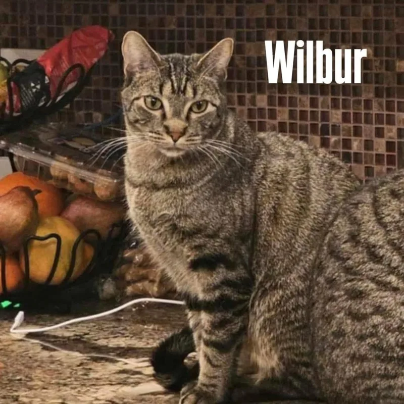 Wilbur