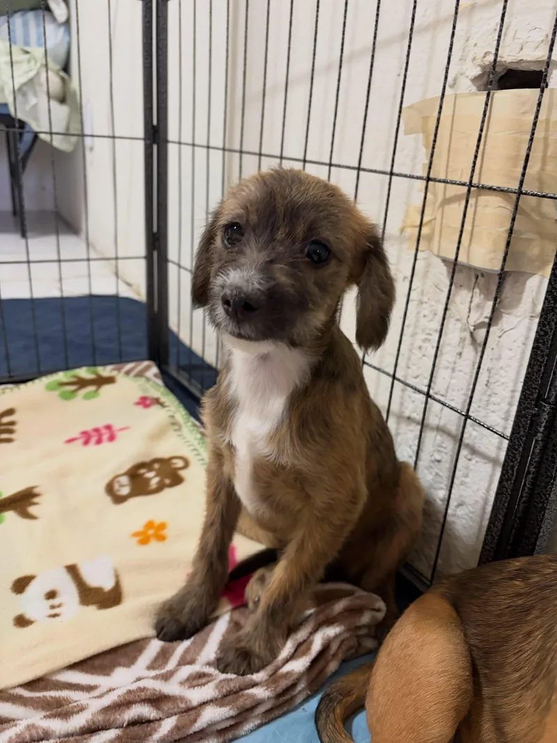 A baby small-sized male Bicolor Terrier dog named Brownie for adoption in Poway, CA