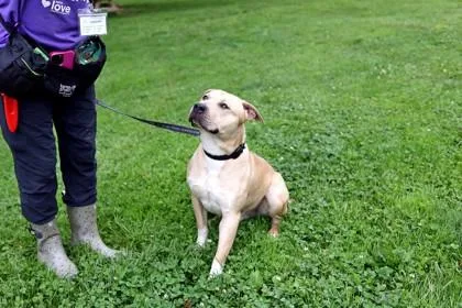 An adult large-sized male Mixed Breed dog named Butters for adoption in West Chester, PA