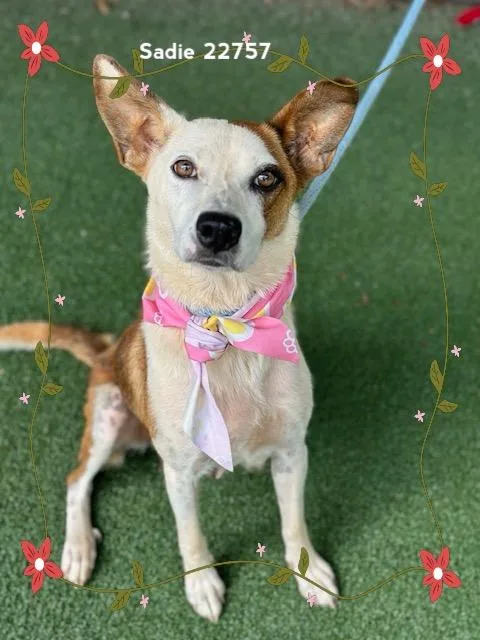 A young medium-sized female Hound dog named Sadie for adoption in Marietta, GA
