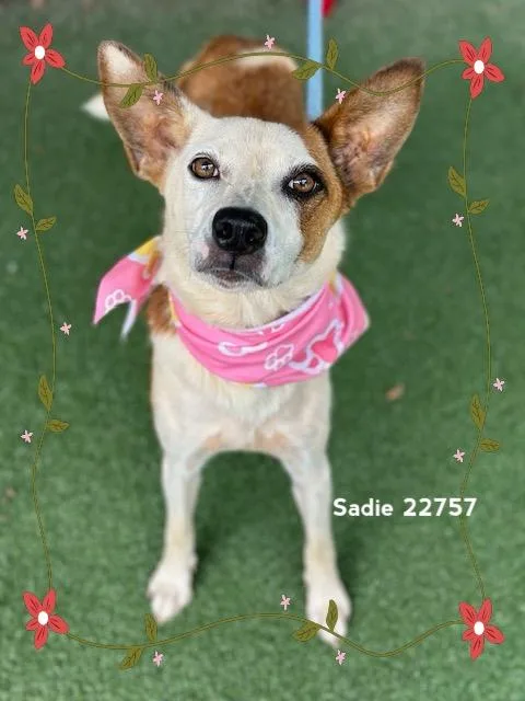 Sadie thumbnail 2