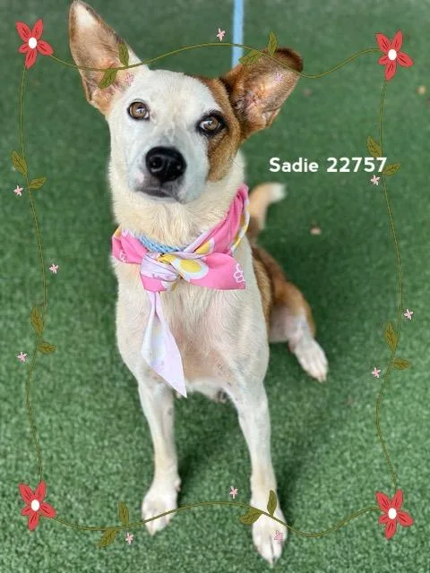 Sadie thumbnail 4