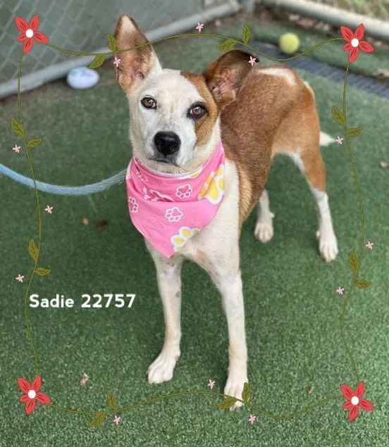 Sadie thumbnail 5
