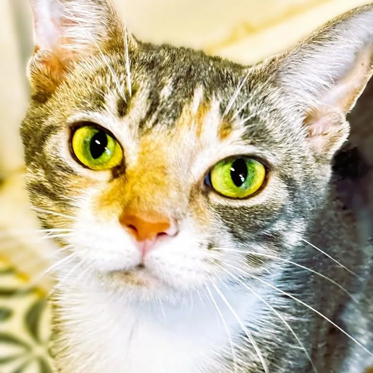 An adult medium-sized female Dilute Tortoiseshell cat named Coral for adoption in Montclair, NJ