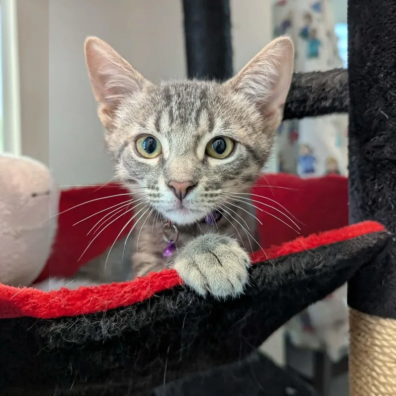 A baby medium-sized male White Domestic Short Hair cat named Riddler for adoption in Fort Worth, TX