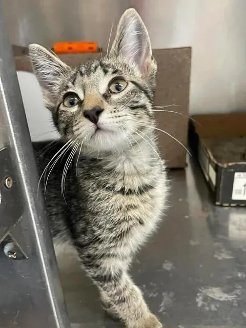 A baby medium-sized male Domestic Short Hair cat named Turbo for adoption in Stillwater, OK
