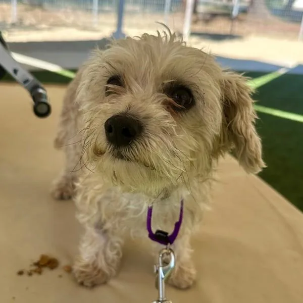 An adult small-sized male Miniature Poodle dog named Snoot for adoption in Walnut Creek, CA