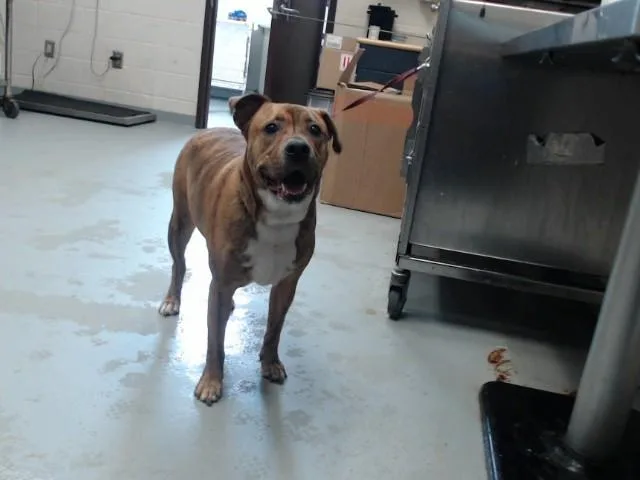 An adult large-sized male Pit Bull Terrier dog named Tiger for adoption in Fayetteville, NC