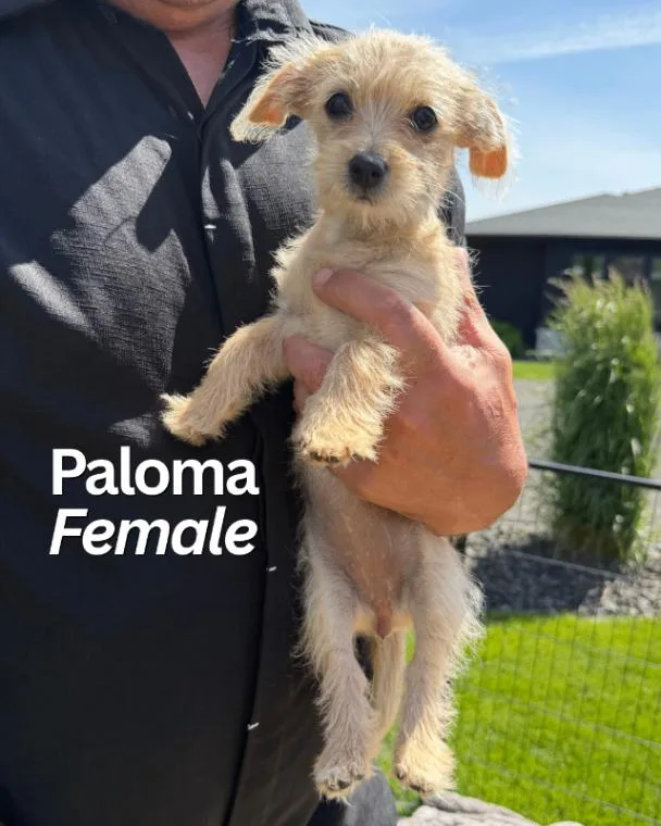 A young small-sized female White / Cream Chihuahua dog named Chihuahua Terrier Litter for adoption in renton, WA