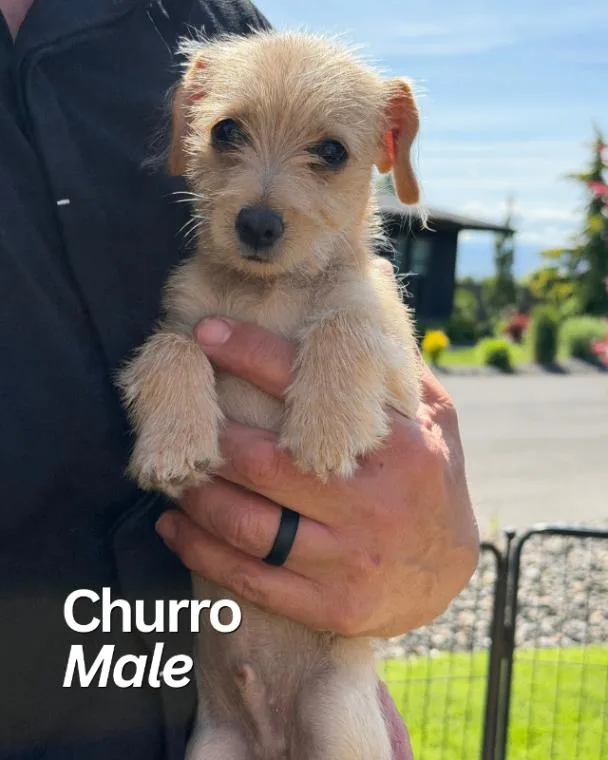 Chihuahua Terrier Litter thumbnail 2