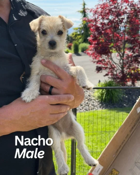 Chihuahua Terrier Litter thumbnail 3