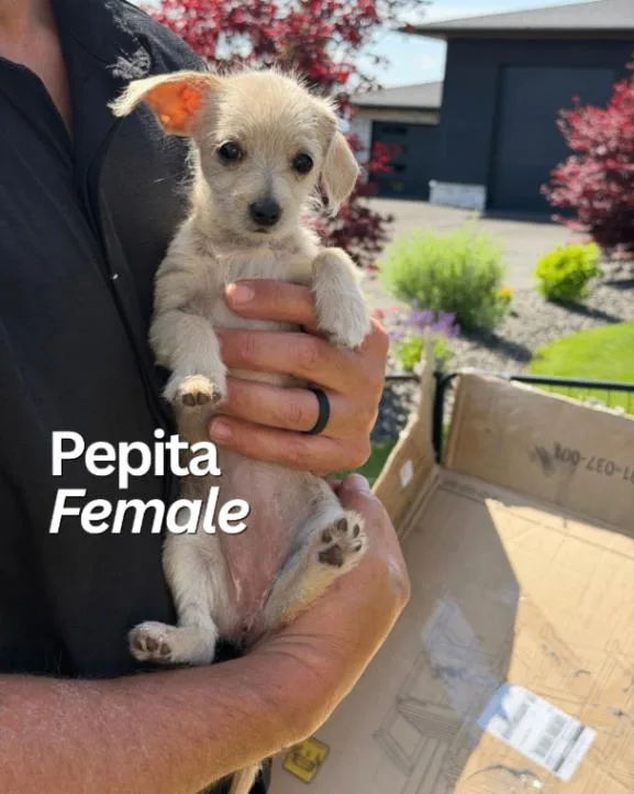 Chihuahua Terrier Litter thumbnail 4