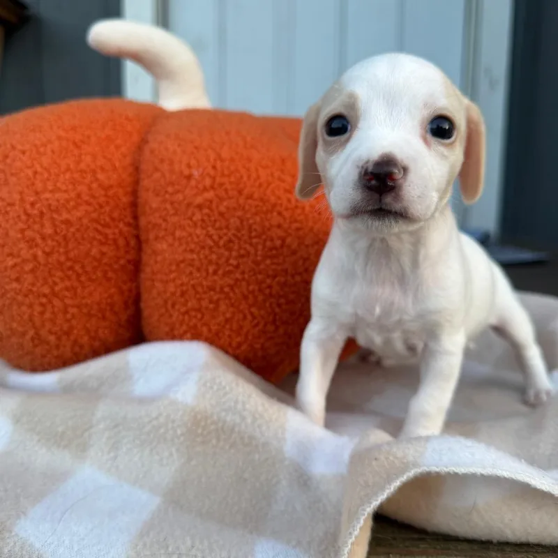 A baby small-sized female Beagle dog named Princess _ for adoption in Myakka City, FL