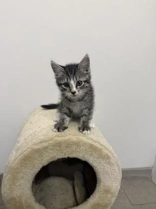 A baby small-sized female Domestic Short Hair cat named Pintoe Beans for adoption in West Chester, PA