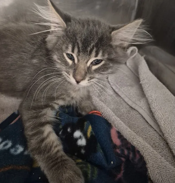 A baby medium-sized male Domestic Medium Hair cat named Sushi for adoption in Napa, CA