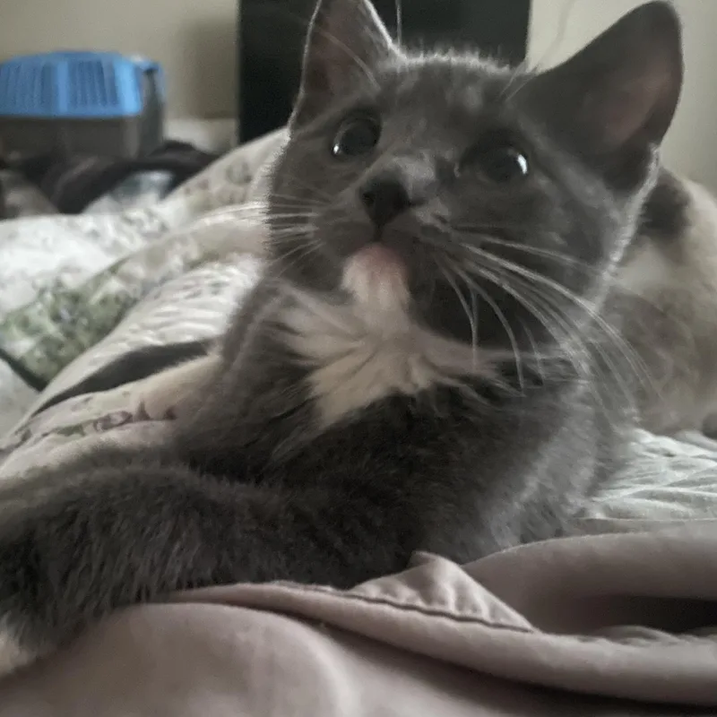 A baby small-sized female Gray / Blue / Silver Domestic Short Hair cat named Joanne Woodward for adoption in Bentonville, AR