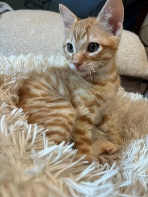 Kimi