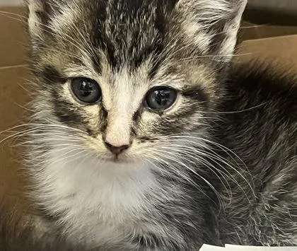 A baby small-sized male Domestic Short Hair cat named Harold for adoption in Roseville, CA