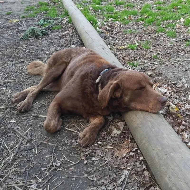 A senior large-sized male Brown / Chocolate Labrador Retriever dog named Biscuit for adoption in Madisonville, KY