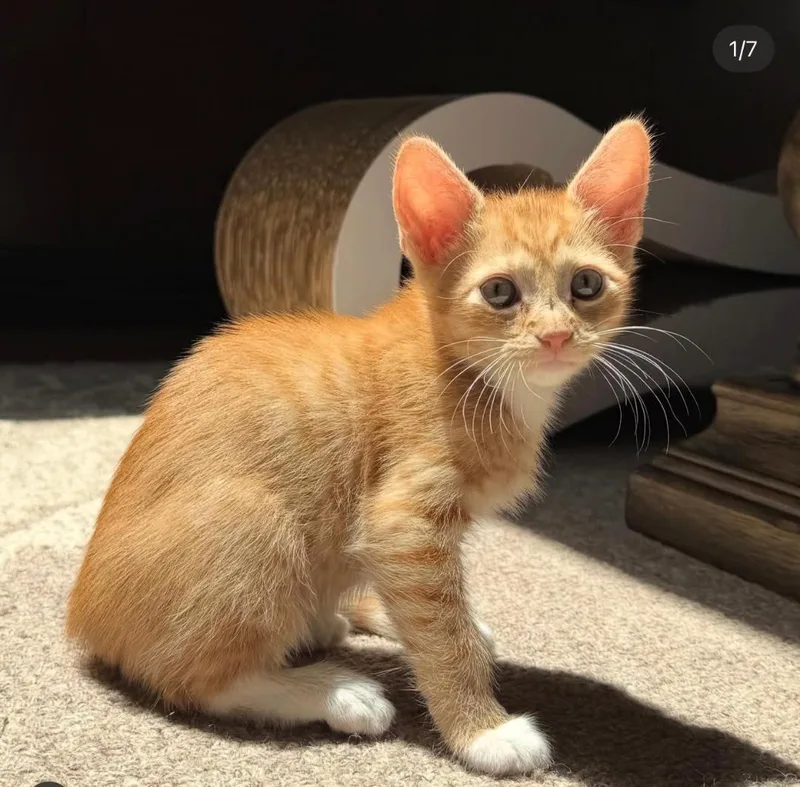A baby medium-sized male Orange & White Domestic Short Hair cat named Arden for adoption in Wayne, NJ