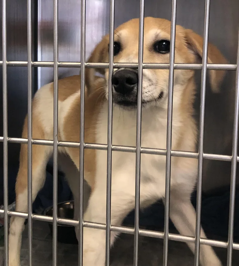 A baby medium-sized female Yellow / Tan / Blond / Fawn Mixed Breed dog named Rina for adoption in Parma, OH
