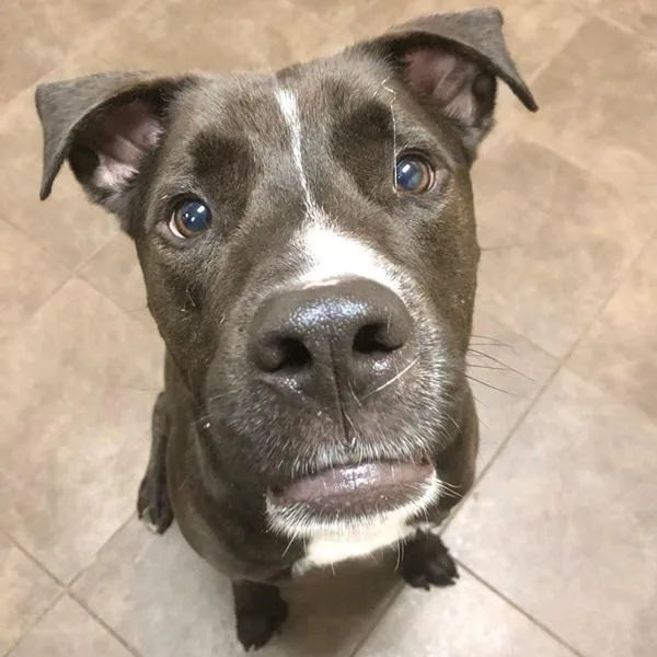 An adult medium-sized male Labrador Retriever dog named Joey for adoption in Des Moines, IA