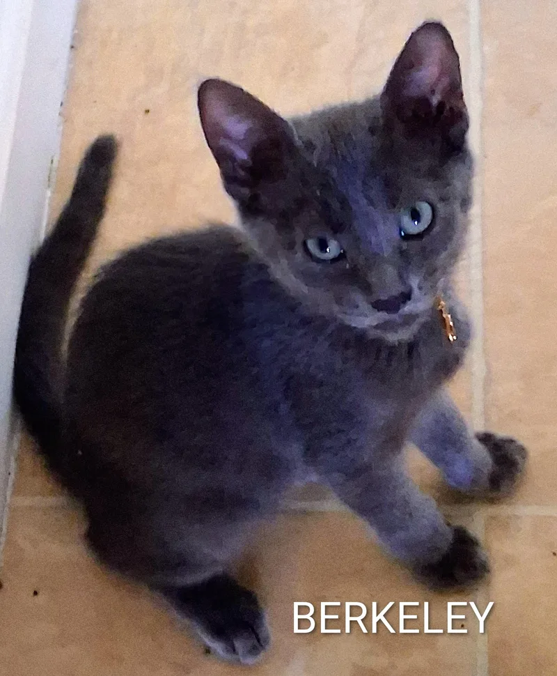 A baby medium-sized male Gray / Blue / Silver Domestic Short Hair cat named Berkeley for adoption in Hawthorne, CA