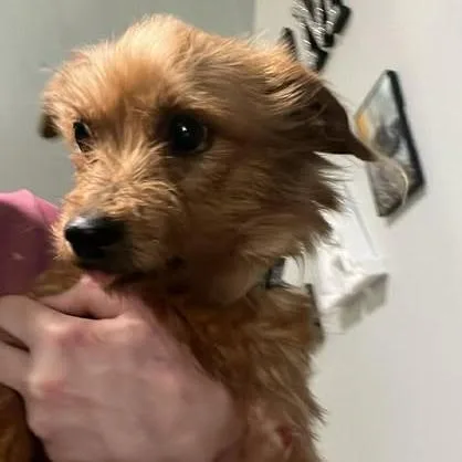 An adult small-sized female Brown / Chocolate Mixed Breed dog named Detective Benson for adoption in Fredericksburg, VA