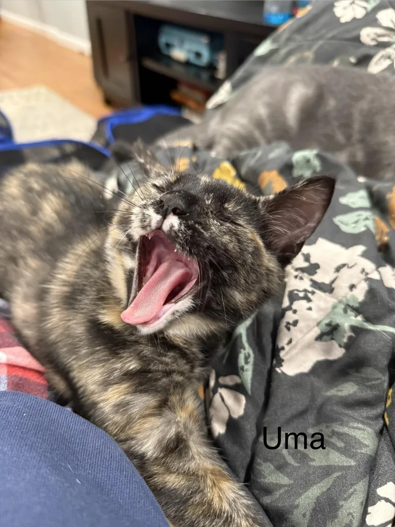 A baby large-sized female Tortoiseshell cat named Uma for adoption in Middletown, CT