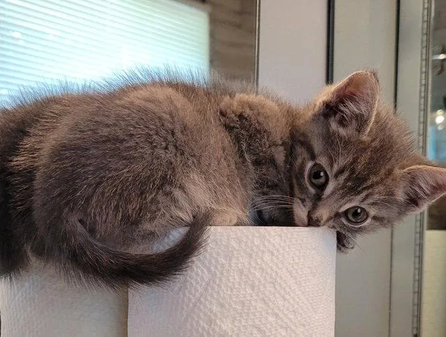A young medium-sized male Domestic Short Hair cat named Curly for adoption in Rochester, NY