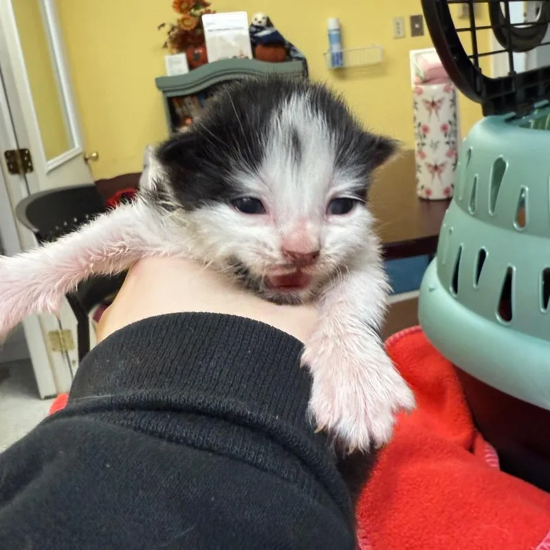 A baby small-sized male Black Domestic Short Hair cat named Hunter for adoption in Enfield, NH