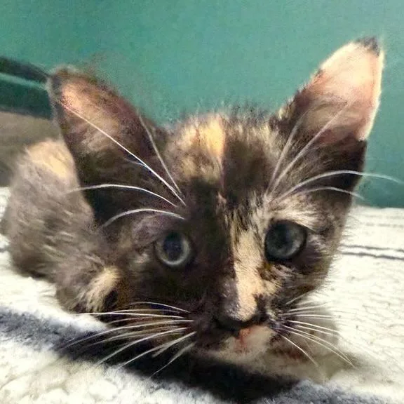 A baby small-sized female Calico Domestic Short Hair cat named Buttercup for adoption in Long Beach, CA