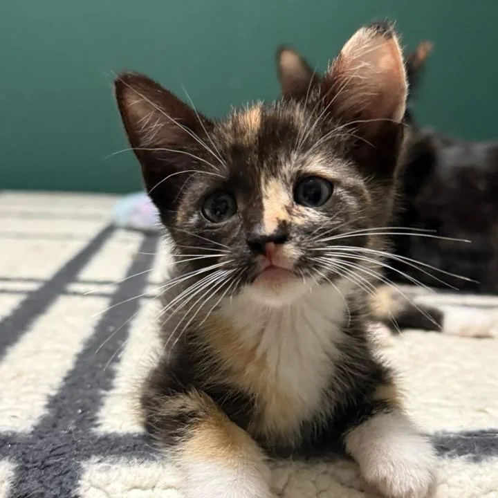 Buttercup thumbnail 3