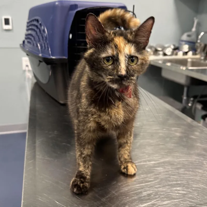 An adult medium-sized female Tortoiseshell Domestic Short Hair cat named Cleocatra for adoption in Greensboro, NC