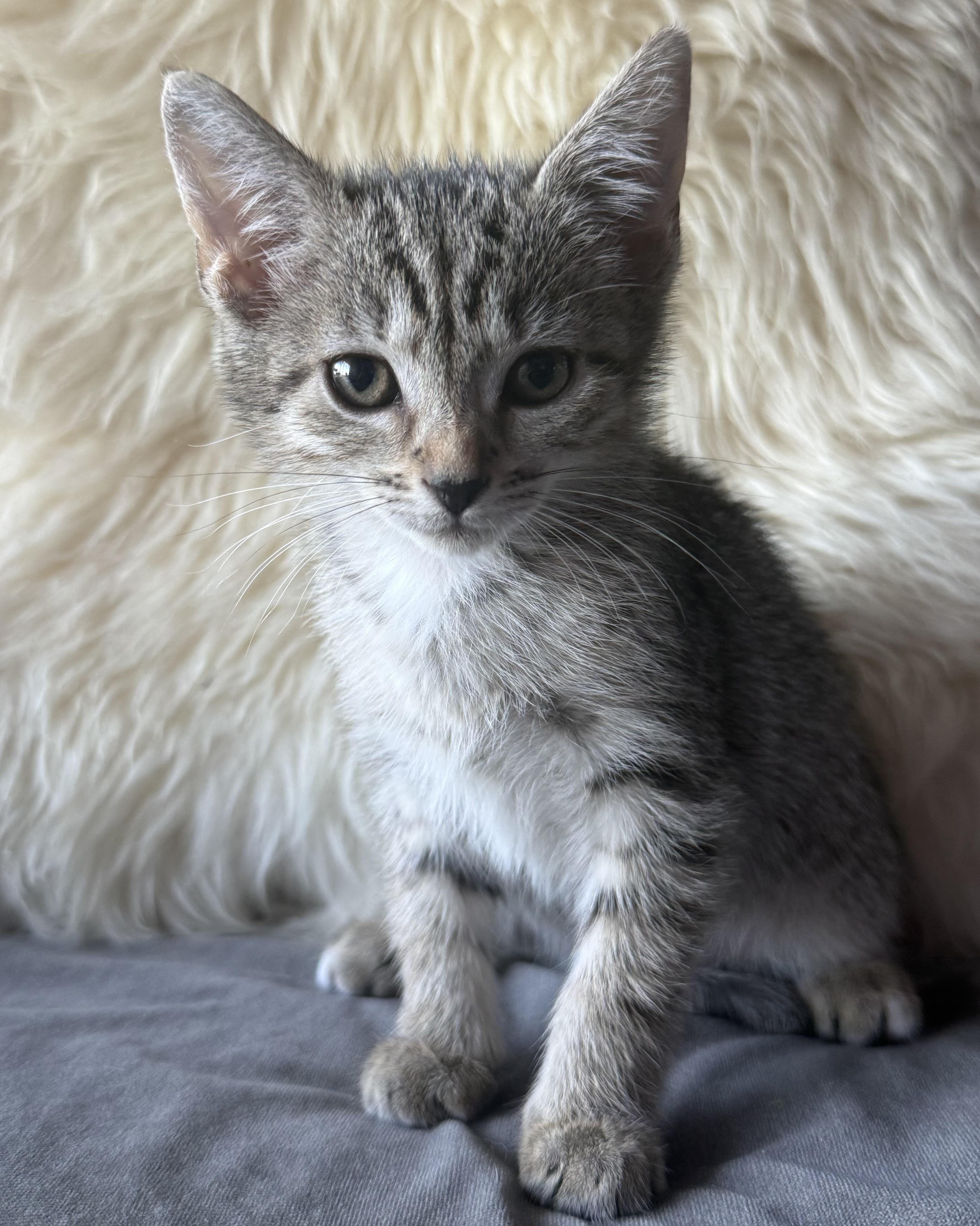 A baby small-sized female Tabby cat named Jazz for adoption in Miami, FL
