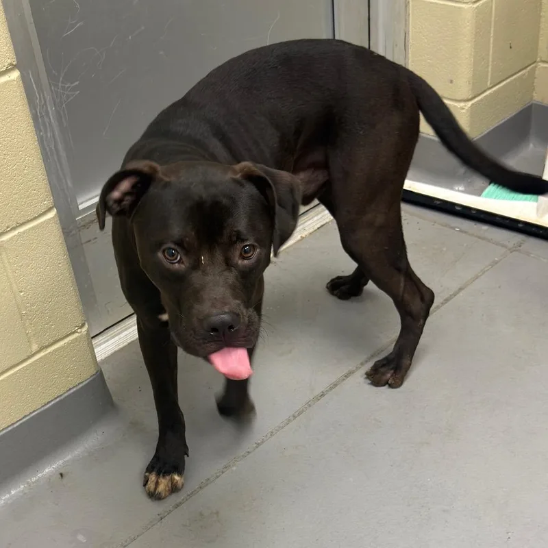 A young medium-sized male Black Mixed Breed dog named Royal for adoption in Columbus, GA