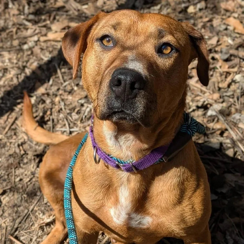 An adult medium-sized female Apricot / Beige Mixed Breed dog named Daisy for adoption in Saint Charles, MO