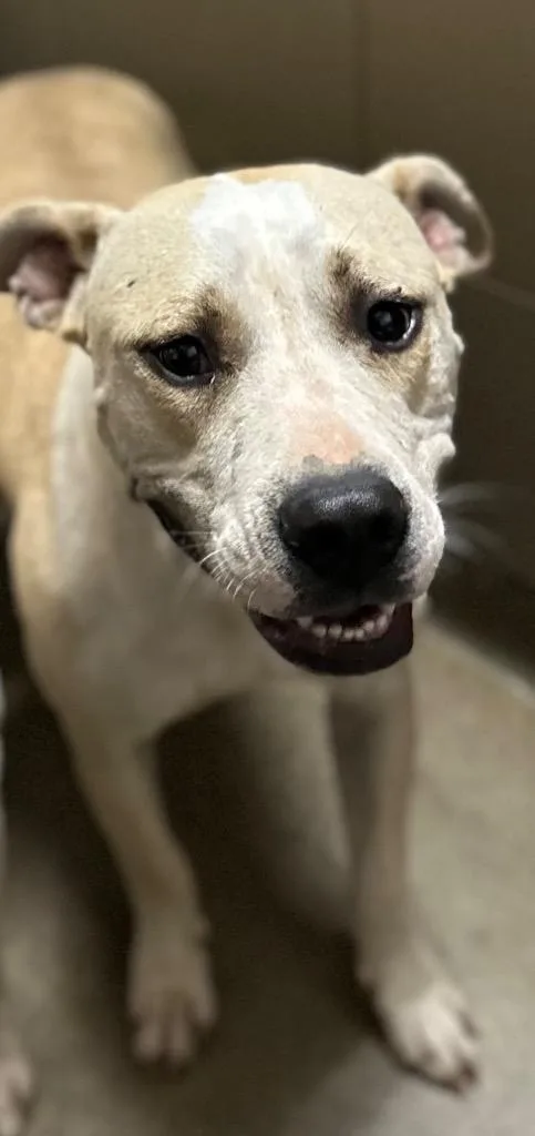 A young medium-sized female Mixed Breed dog named Ellie May for adoption in Rome, GA
