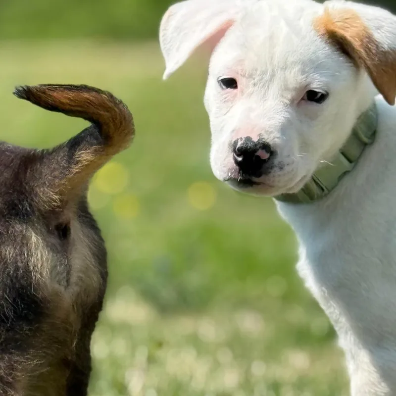 A baby medium-sized female White / Cream Labrador Retriever dog named Luna for adoption in Huntsville, AL