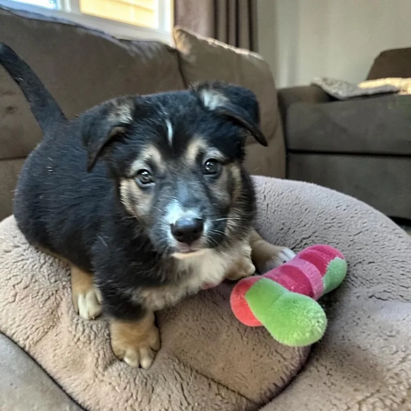 A young medium-sized female Mixed Breed dog named Alora for adoption in Monona, WI