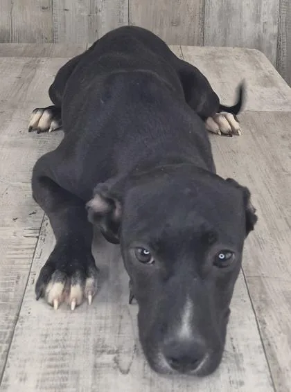 An adult small-sized female Pit Bull Terrier dog named Ella Mae for adoption in Shreveport, LA