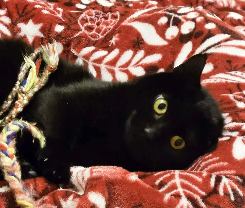 An adult medium-sized female Black Domestic Short Hair cat named Cosmos for adoption in Newland, NC
