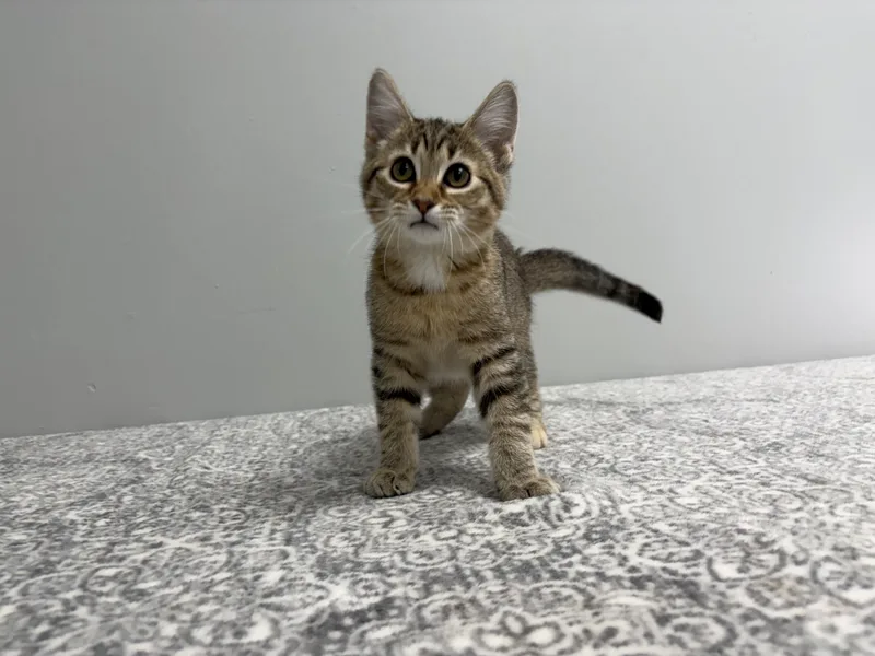 A baby medium-sized female Torbie Domestic Short Hair cat named Mochi for adoption in Frankfort, IN