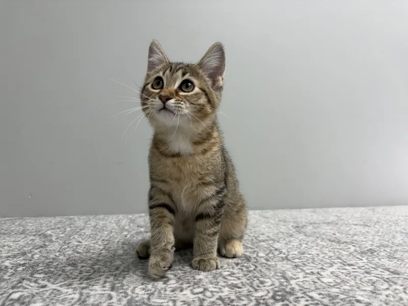 Mochi thumbnail 3
