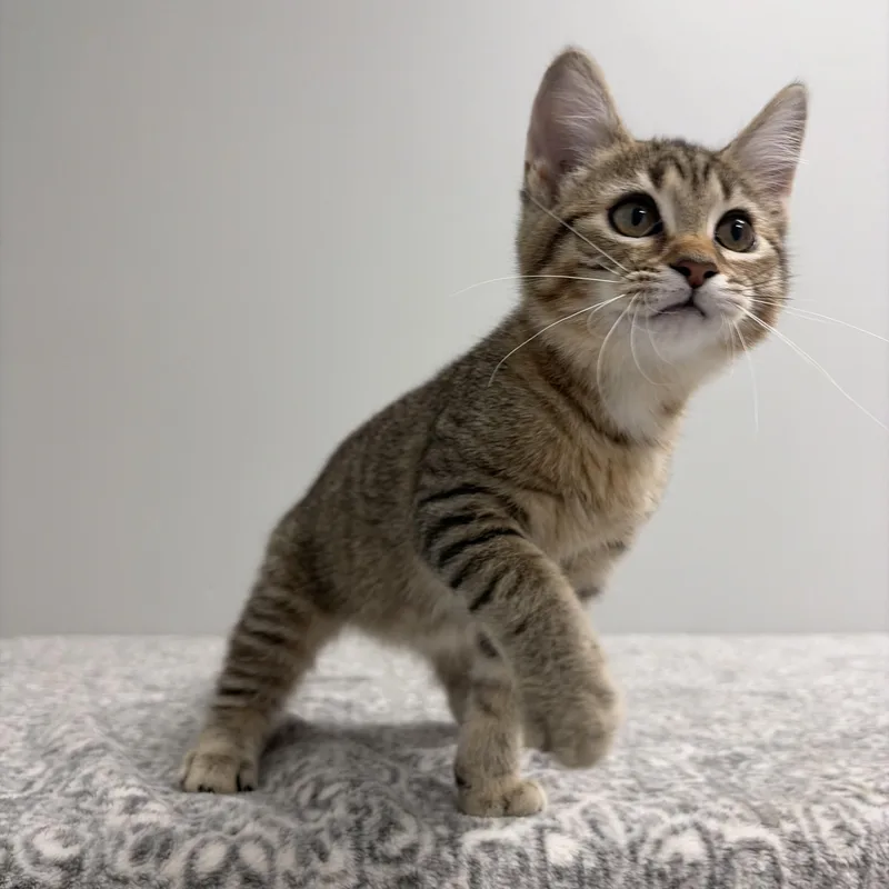 Mochi thumbnail 4