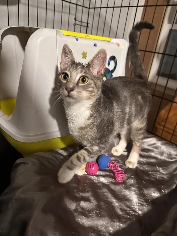 A baby small-sized male Gray & White Domestic Short Hair cat named Worm for adoption in Greensburg, PA