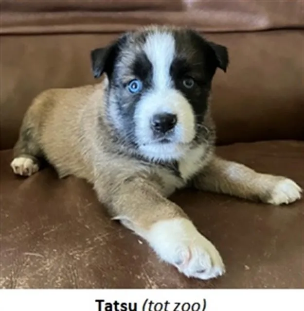 Tatsu