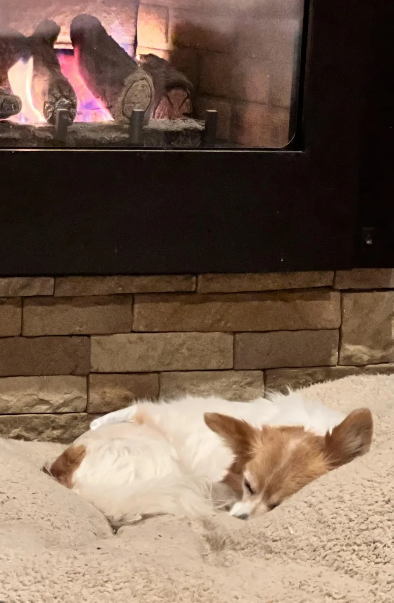 A senior small-sized male White / Cream Papillon dog named Mark for adoption in Brooks, ME