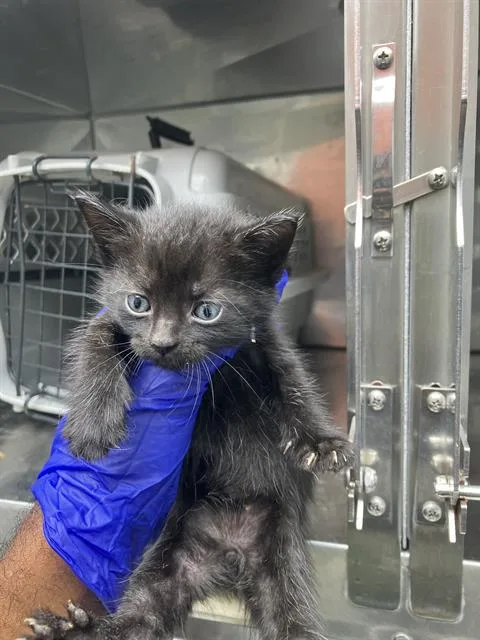 A baby medium-sized female Domestic Medium Hair cat named Sophia for adoption in Dallas, TX