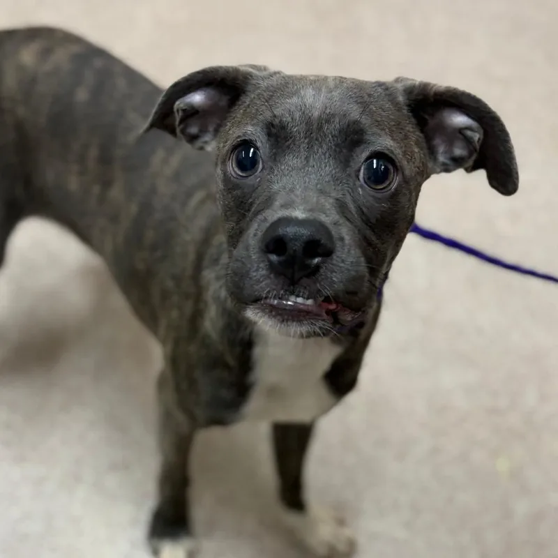 A young small-sized female Gray / Blue / Silver Pug dog named Piglet for adoption in Ardmore, OK